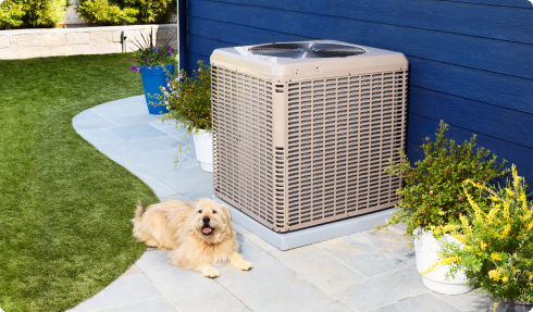 Dog next to HVAC