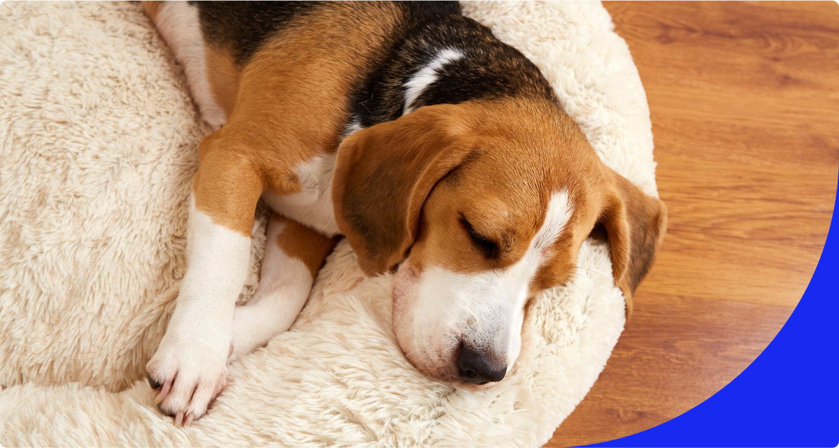 Dog sleeping on bed