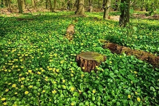 Ground cover plants