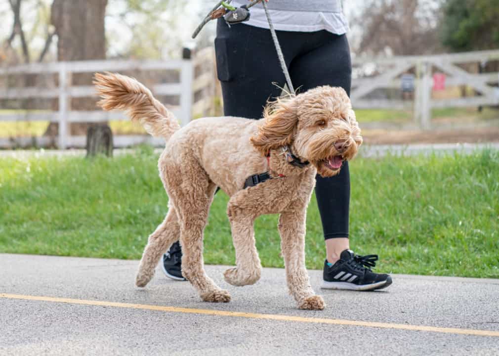 dog running